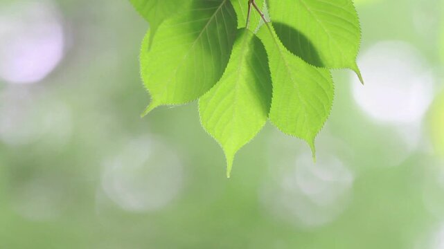 風にゆれる新緑のブナの葉