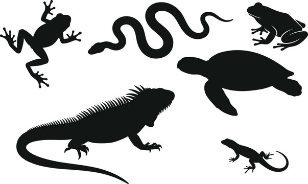 Reptiles and amphibians black silhouettes set featuring iguana snake tree frog sea turtle and lizard isolated on white background vector illustration