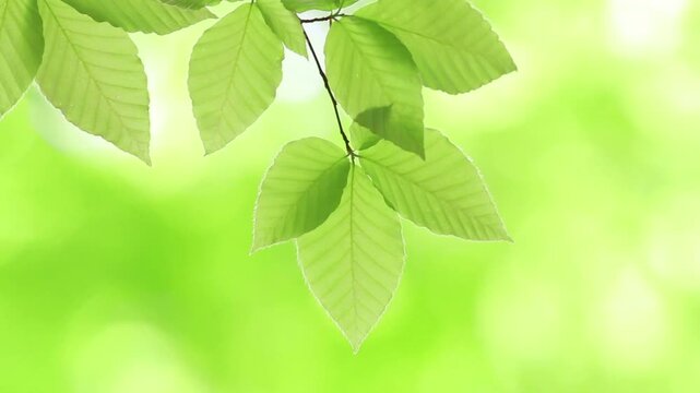 風にゆれる新緑のブナの葉