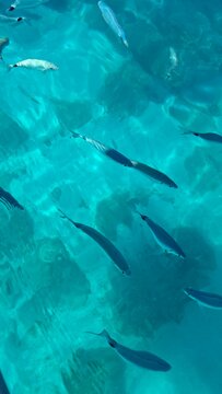 Exploring crystal-clear waters and watching fish by boat along the Baunei coastline in Sardinia