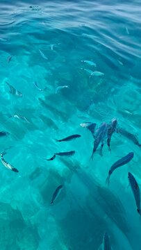 Observing fish in the crystal-clear water from a boat at the coast of Baunei, Sardinia