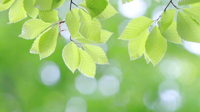 風にゆれる新緑のブナの葉