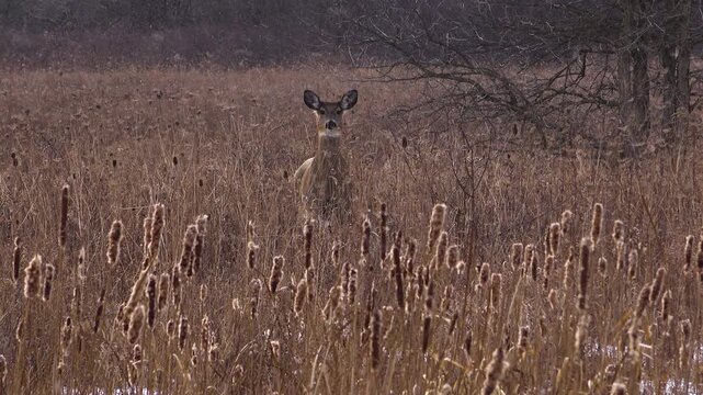 A single white-tailed deer looking directly forward and stopping it's foot while framed by tall, blurry grass and cattails during a heavy winter snowfall in a field.