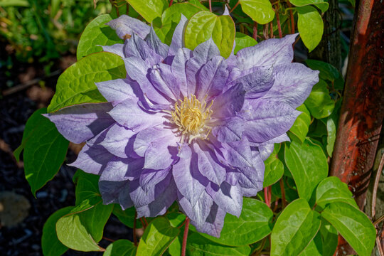 Double blooming clematis flower closeup
