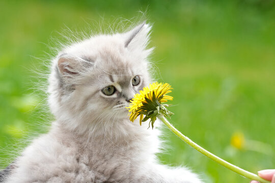 Neva Masquerade Kitten green Eyes Sniffing Yellow Dandelion Spring &mdash; Adorable Colorpoint Siberian Cat 
Nature Portrait Green Bokeh Norway
