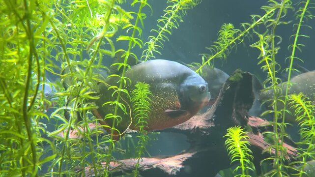 Red-bellied piranha (Pygocentrus nattereri) swimming in aquarium with aquatic plants close up