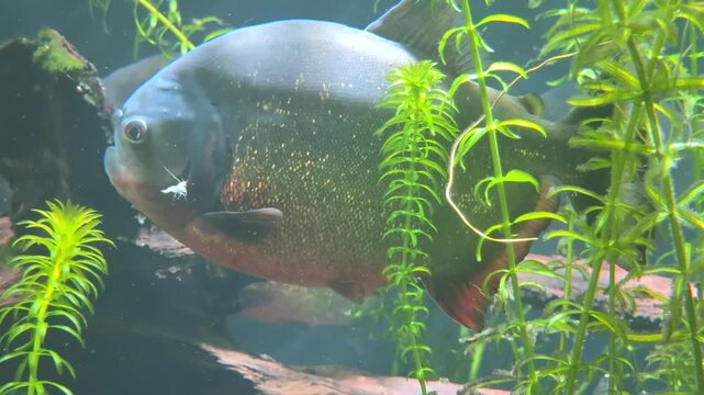 Red-bellied piranha (Pygocentrus nattereri) swimming in aquarium with aquatic plants close up