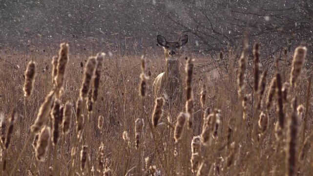 A single white-tailed deer looking directly forward and stopping it's foot while framed by tall, blurry grass and cattails during a heavy winter snowfall in a field.
