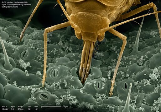 SEM-style image of Aphis glycines stylet penetrating soybean leaf epidermis at cellular level