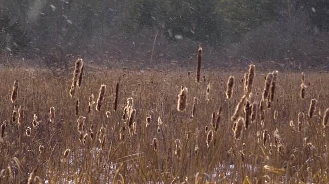 A landscape shot of fluffy, mature brown cattails and dense dry reeds standing in a snowy wetland field with a forest backdrop during a winter snowfall.