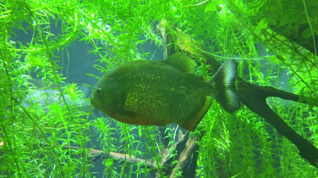 Red-bellied piranha (Pygocentrus nattereri) swimming in aquarium with aquatic plants close up