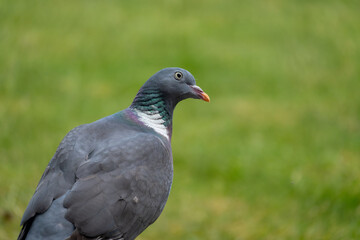 Obraz premium Common wood pigeon standing in an English garden. Portrait of a pigeon grazing on some grass.