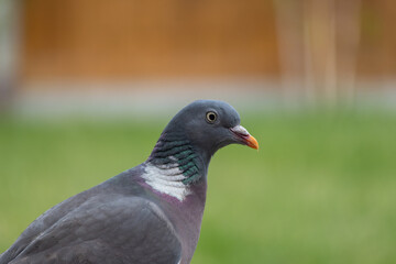 Fototapeta premium Common wood pigeon standing in an English garden. Portrait of a pigeon grazing on some grass.