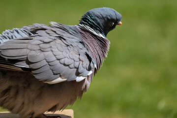 Fototapeta premium Common wood pigeon standing in an English garden. Portrait of a fluffy pigeon grazing on some grass.