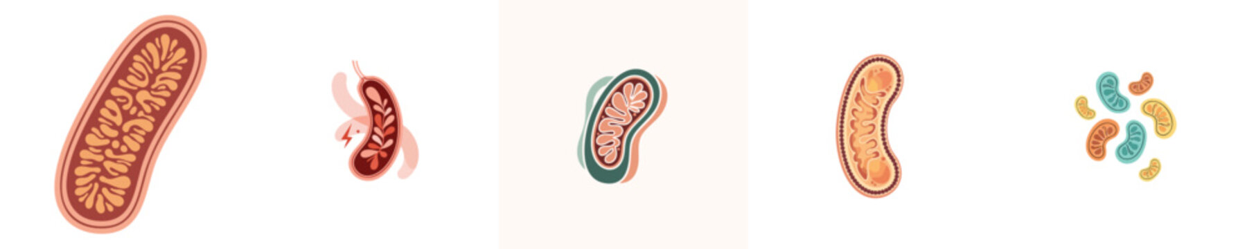 Cellular Mitochondria Flat Design Biology Organelle Medical Vector Pack