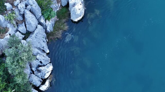 An aerial view of a sea turtle (caretta caretta) swimming in its natural habitat.