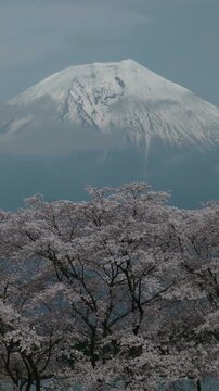 富士山と桜
