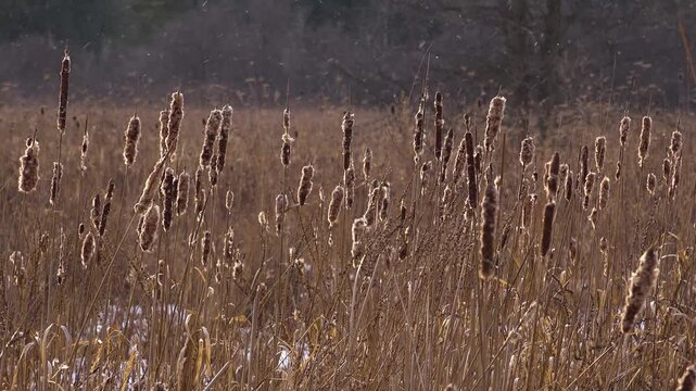 A landscape shot of fluffy, mature brown cattails and dense dry reeds standing in a snowy wetland field with a forest backdrop during a winter snowfall.