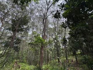 Fototapeta premium trees in the forest