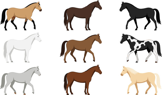 Flat Style Horse Collection Set Featuring Different Coat Colors Including Black, White, Brown, Gray, Palomino, and Pinto for Equine and Animal Illustrations