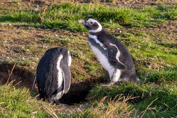 Obraz premium Magellanic penguins on the nest 