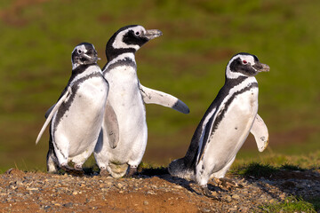 Obraz premium Magellanic penguins 