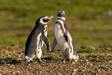 Fototapeta premium Magellanic penguins on the rocks