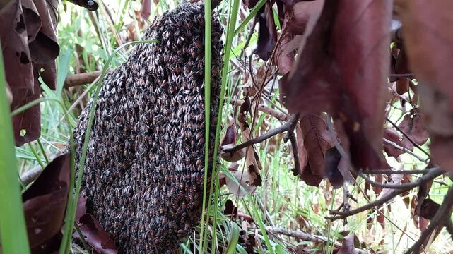 Honey Bees Swarming on Hive
