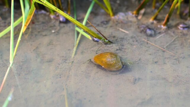 Golden apple snail Pomacea canaliculata pest crawling on wet mud under young Oryza sativa rice plants, agriculture field damage