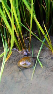 Golden apple snail ( Pomacea canaliculata ) eating Oryza sativa  rice plant stalk in paddy field, destructive agriculture crop pest, farming biological threat