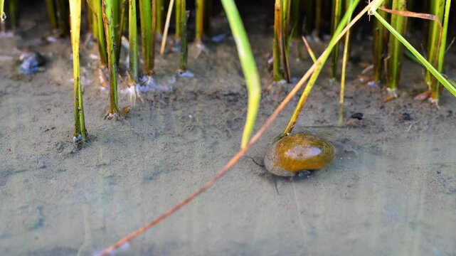 Golden apple snail Pomacea canaliculata pest crawling on wet mud under young Oryza sativa rice plants, agriculture field damage