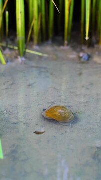 Golden apple snail Pomacea canaliculata pest crawling on wet mud under young Oryza sativa rice plants, agriculture field damage
