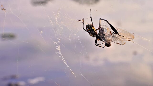 High-quality 4K footage of a Yellow Garden Spider (Argiope aurantia) wrapping and feeding on a captured dragonfly in its web. Macro wildlife animal behavior.