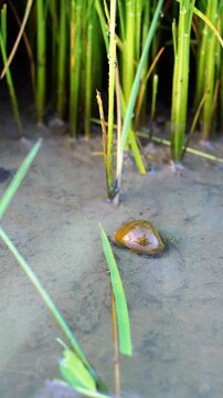 Golden apple snail Pomacea canaliculata pest crawling on wet mud under young Oryza sativa rice plants, agriculture field damage