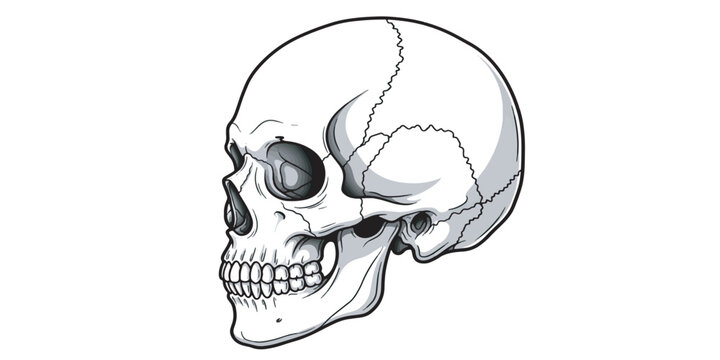 Human Skull Side View Illustration.