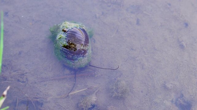 4K Close-up of mossy freshwater snail (Pila ampullacea) crawling on muddy rice field soil. Exotic texture of aquatic mollusk stock video.