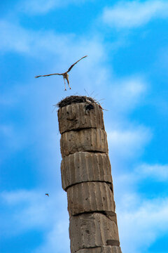 Over the Nest