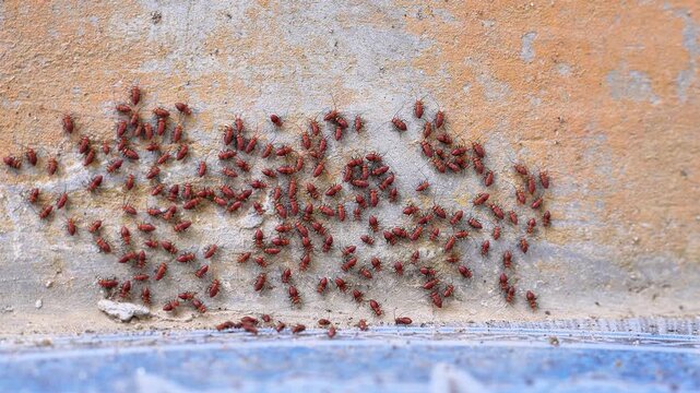 4K macro video of red Bark Lice Nymphs cluster swarming on a house concrete wall. Dense colony of Psocoptera bugs grouping together.