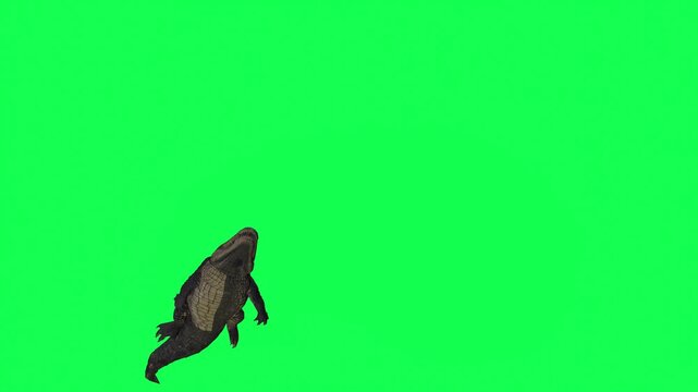 4k alligator Reptile swimming, moving from bottom to top animation isolated on Green Screen Animal, 3D Realistic Crocodile swimming rendering on the chroma key, video for your rhymes, stories