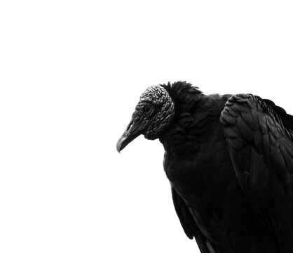 Black Vulture (Coragyps atratus) close-up portrait showing detailed facial features, wrinkled skin texture, and intense gaze in natural light