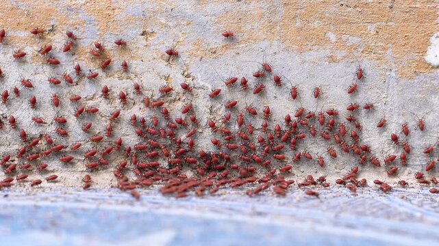 4K macro video of red Bark Lice Nymphs cluster swarming on a house concrete wall. Dense colony of Psocoptera bugs grouping together.