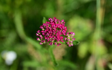 Fototapeta premium Yarrow (Achillea millefolium) flowers. Asteraceae perennial. Small pink flowers bloom in clusters during the summer. Edible and has medicinal properties.