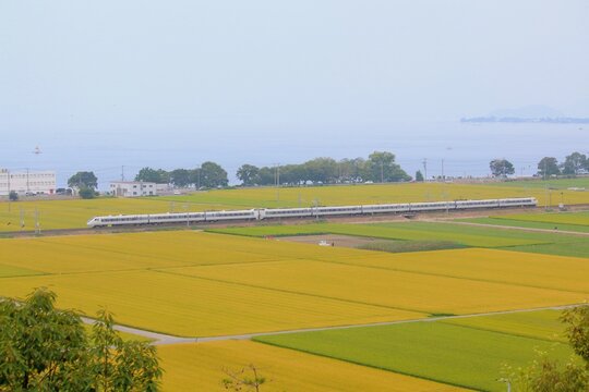 湖を背景に緑と黄色の田んぼを駆け抜ける特急列車