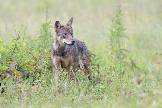 Eurasian Wolf (Canis lupus lupus) stands in a meadow, Hohen Tatra National Park, Slovakia