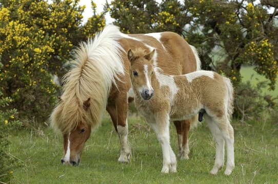 Shetland Pony south west England