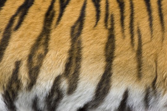 Tiger fur, pattern, Siberian Tiger (Panthera tigris altaica), Siberia, Asia