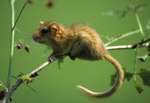 Hazel dormouse (Muscardinus avellanarius)