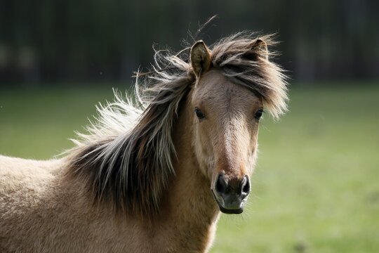 D&uuml;lmen wild horse, portrait, D&uuml;lmen, North Rhine-Westphalia, Germany