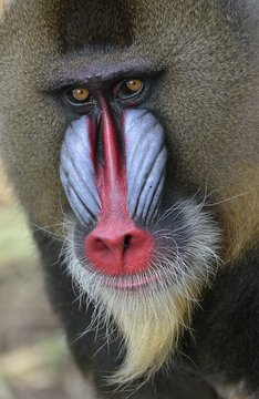 Mandrill (Mandrillus sphinx), male, animal portrait, captive, South-West Region, Cameroon