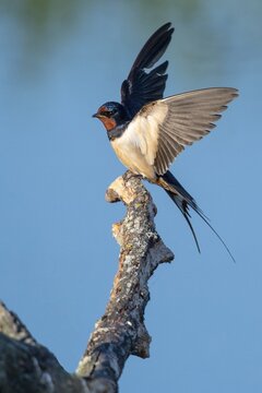 Barn swallow (Hirundo rustica), Kattinger Watt, Toenning, Schleswig-Holstein, Germany